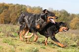 BEAUCERON 350